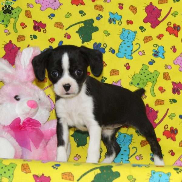 Pansy, Boston Terrier Mix Puppy